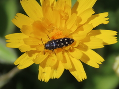 Acmaeodera degener