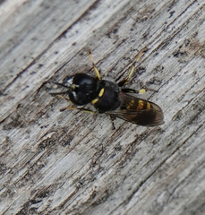 Ectemnius lituratus