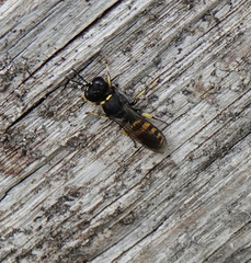 Ectemnius lituratus