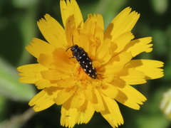 Acmaeodera degener