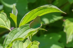 Callophrys chalybeitincta
