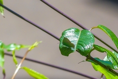 Callophrys chalybeitincta