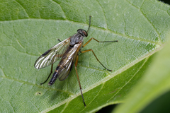 Rhagio vitripennis