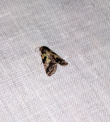 Lophoptera anthyalus