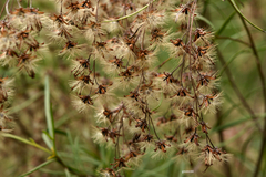 Acanthostyles buniifolius