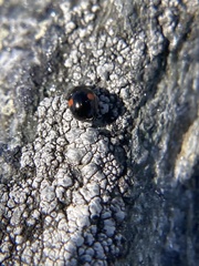 Hyperaspis binotata