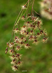 Acanthostyles buniifolius