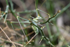 Arethaea brevicauda