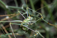 Arethaea brevicauda