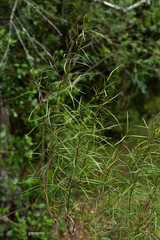 Acanthostyles buniifolius
