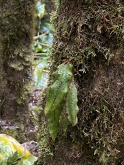 Elaphoglossum paleaceum
