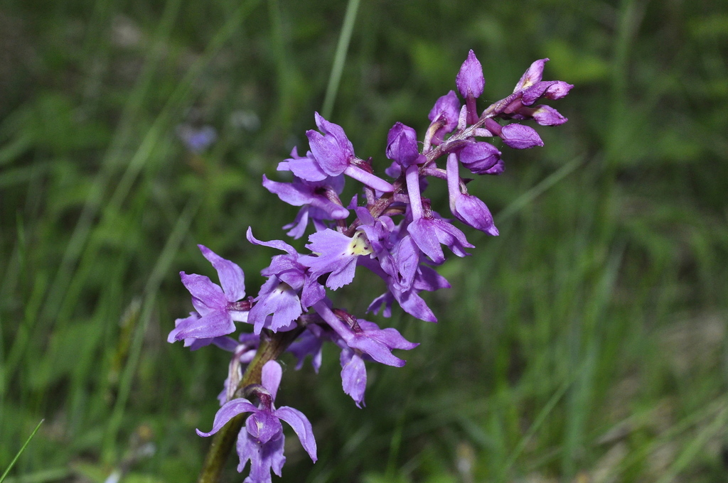 Early Purple Orchid from Дисна, Беларусь on May 29, 2022 at 08:40 PM by ...