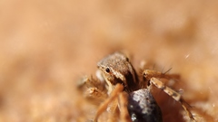 Stenaelurillus sarojinae