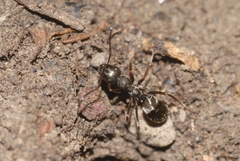 Formica lemani
