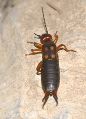 Anechura bipunctata