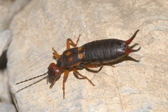 Anechura bipunctata