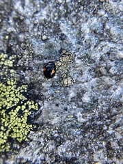 Hyperaspis binotata
