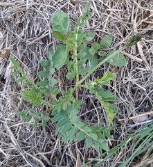 Astragalus danicus