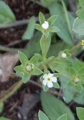 Androsace maxima