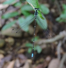 Caconeura ramburi