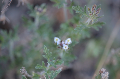 Glandularia laciniata