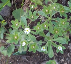 Androsace maxima