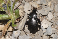 Carabus monticola