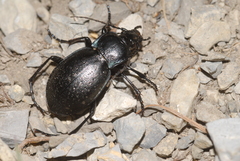 Carabus monticola