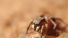 Stenaelurillus sarojinae