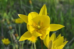 Tulipa sylvestris
