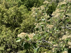Aria umbellata