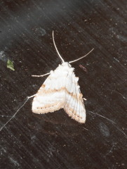 Nola aerugula