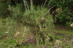 Acanthostyles buniifolius