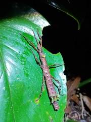 Hypocyrtus