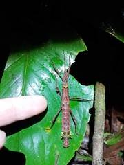 Hypocyrtus