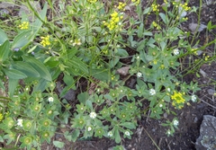 Androsace maxima