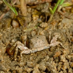 Scopimera intermedia