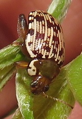 Calotheca