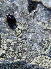 Hyperaspis bigeminata