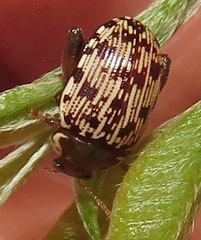 Calotheca