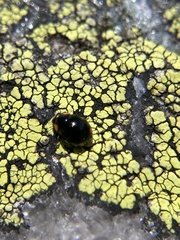 Hyperaspis bigeminata