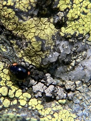 Hyperaspis bigeminata