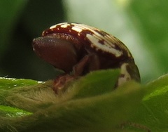 Calotheca