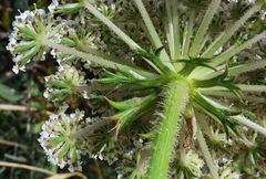 Daucus carota hispanicus