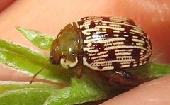 Calotheca