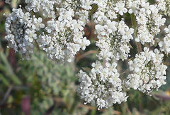 Daucus carota hispanicus