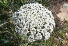 Daucus carota hispanicus