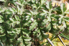 Daucus carota hispanicus