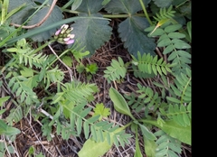 Astragalus danicus