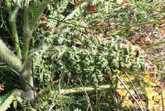 Daucus carota hispanicus